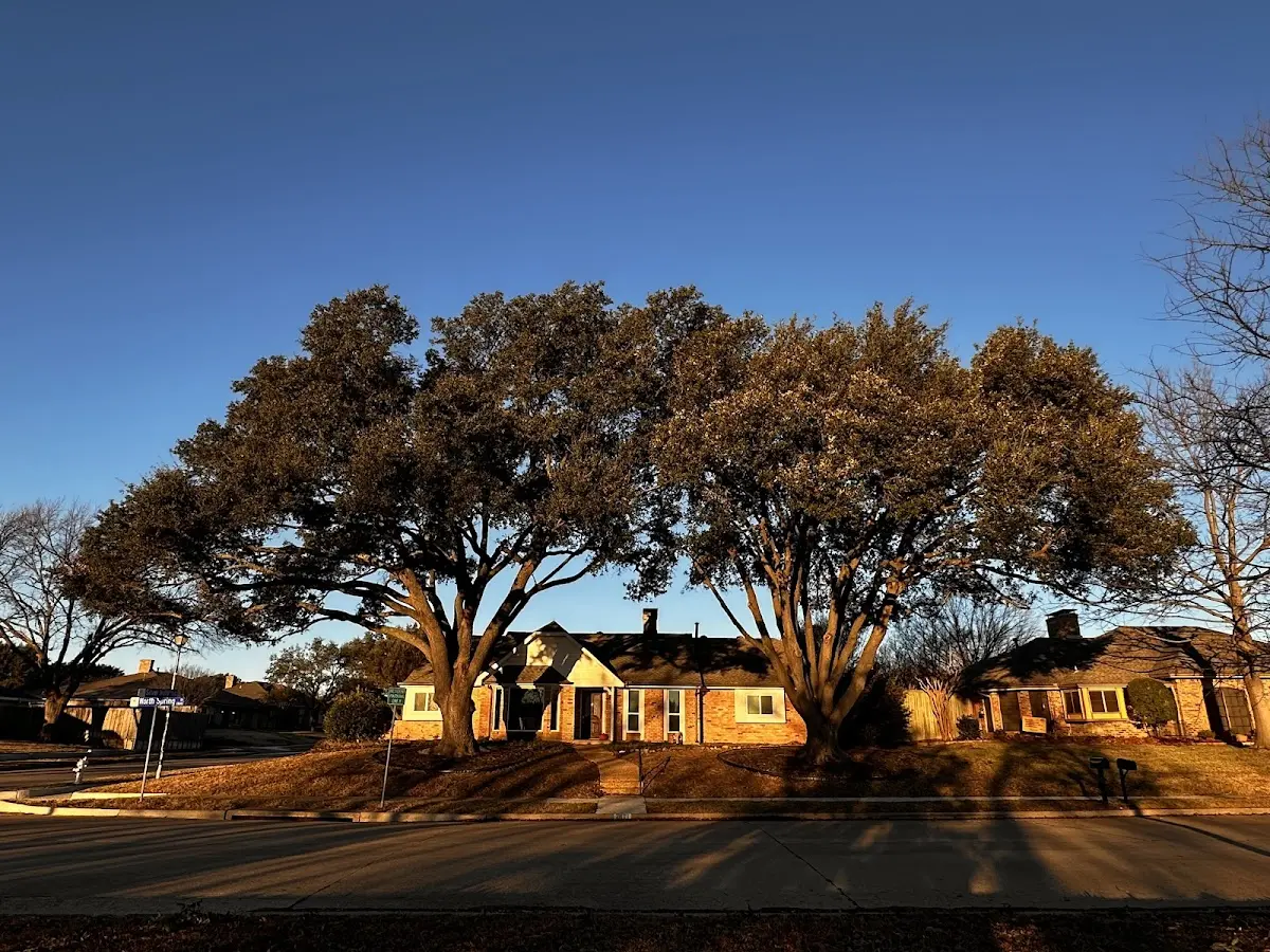 Established residential canopy tree shading a home in Lempster